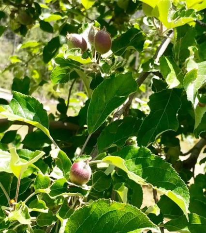 6132 Chowchilla Mountain Road, Mariposa, CA 95338