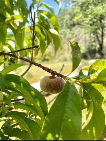 6132 Chowchilla Mountain Road, Mariposa, CA 95338