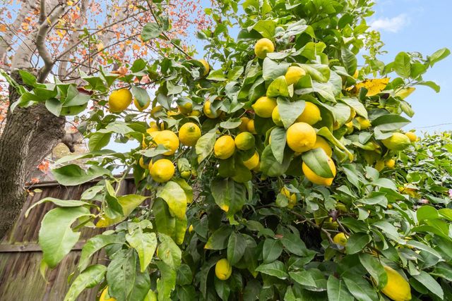 2426 W Tokay St, Lodi, CA 95242