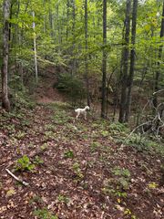 1158 Yellow Breeches Road, Cosby, TN 37722