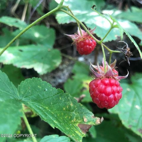 No Road E Walsted Drive, Remote, Talkeetna, AK 99676
