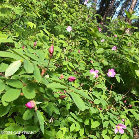 No Road E Walsted Drive, Remote, Talkeetna, AK 99676