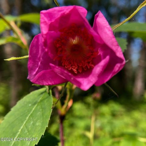 No Road E Walsted Drive, Remote, Talkeetna, AK 99676