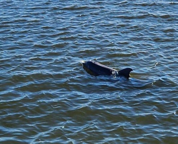 5584 Cord Grass Lane, Melbourne Beach, FL 32951