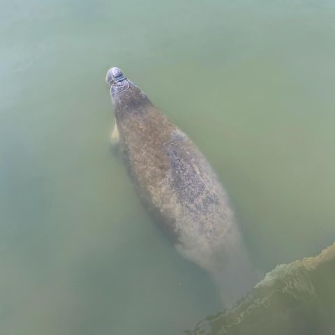 5584 Cord Grass Lane, Melbourne Beach, FL 32951