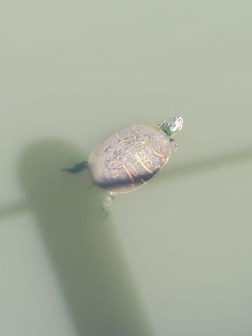 5584 Cord Grass Lane, Melbourne Beach, FL 32951