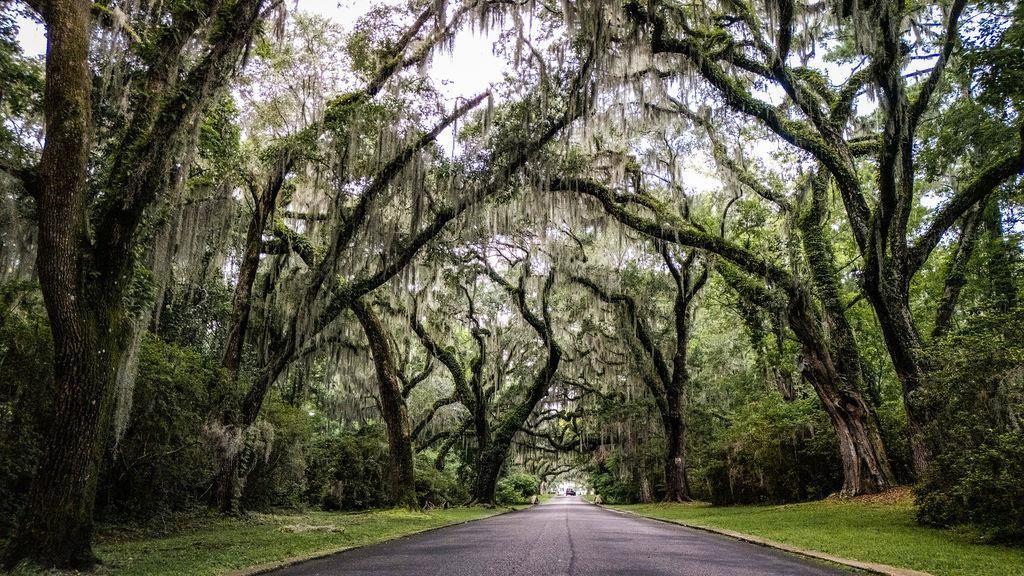 Cabaniss Ln., Pawleys Island, SC 29585 — photo 3