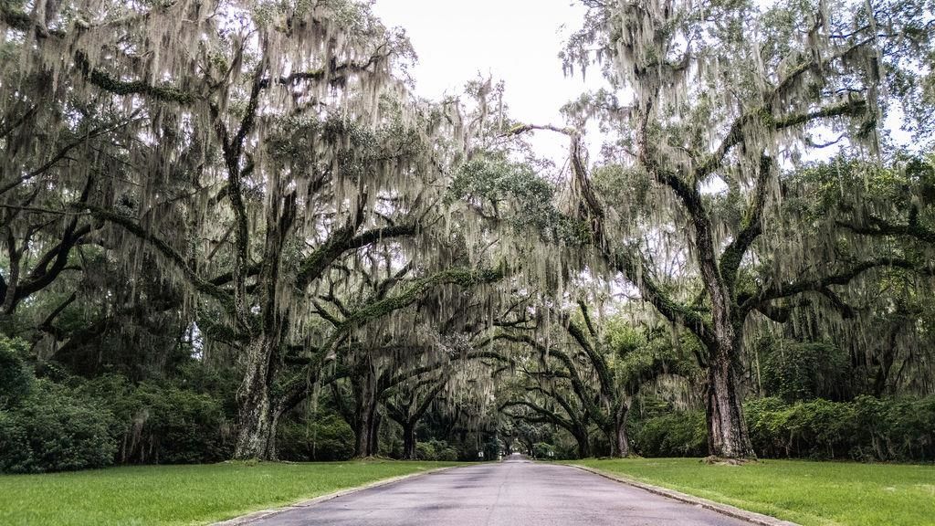 Cabaniss Ln., Pawleys Island, SC 29585 — photo 5