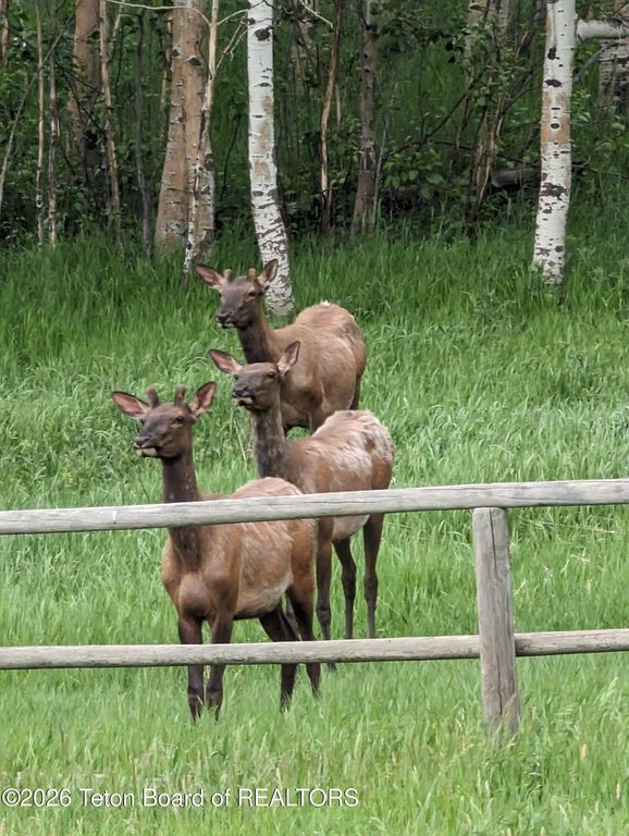49 S DELL CREEK, Alpine, WY 83128 photo 72