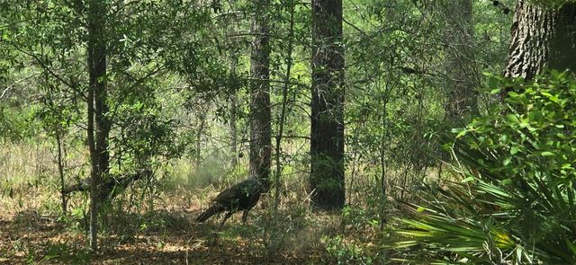 11488 SEELY LANE, Brooksville, FL 34613