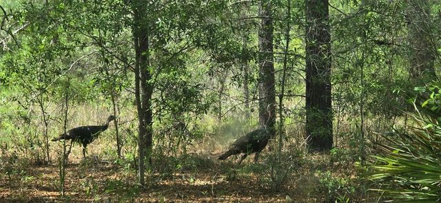 11488 SEELY LANE, Brooksville, FL 34613