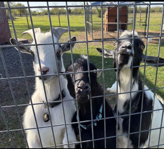 2123 County Road 172, Alvin, TX 77511