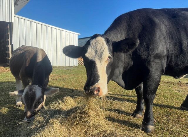 2123 County Road 172, Alvin, TX 77511