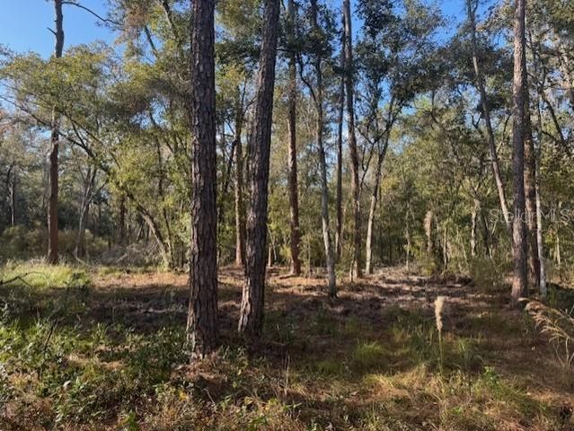 6355 TREIMAN BOULEVARD, Webster, FL 33597