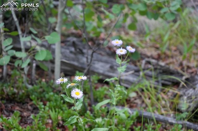 144 Goldfield Court, Cripple Creek, CO 80813