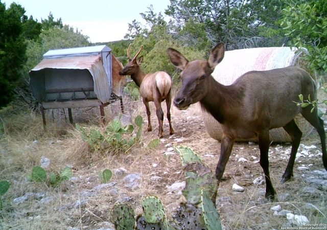 14910 Bullhead Rd, Rocksprings, TX 78880