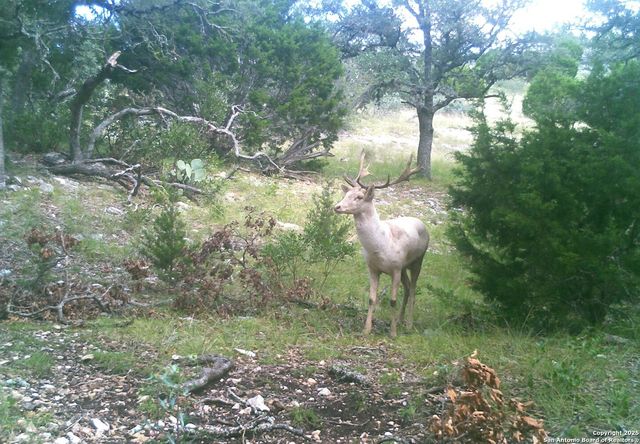 14910 Bullhead Rd, Rocksprings, TX 78880