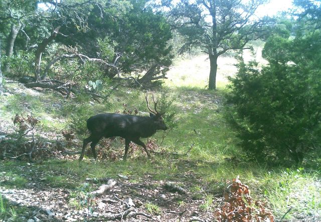 14910 Bullhead Rd, Rocksprings, TX 78880