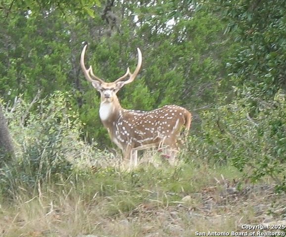 14910 Bullhead Rd, Rocksprings, TX 78880