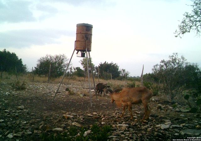 14910 Bullhead Rd, Rocksprings, TX 78880