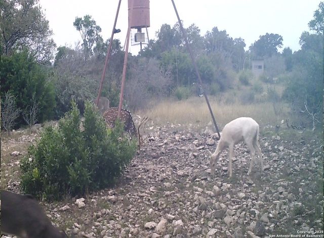 14910 Bullhead Rd, Rocksprings, TX 78880