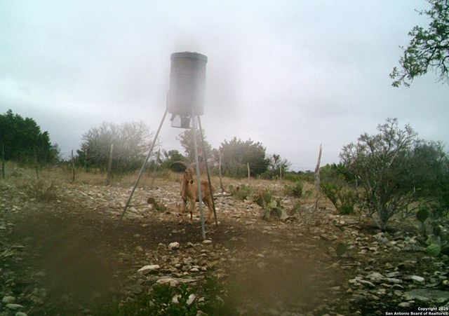 14910 Bullhead Rd, Rocksprings, TX 78880