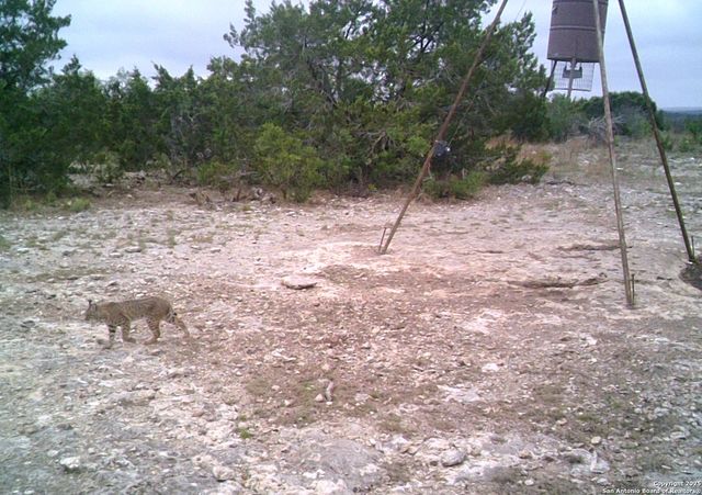 14910 Bullhead Rd, Rocksprings, TX 78880