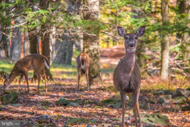 340 MOSEYWOOD RD, Lake Harmony, PA 18624