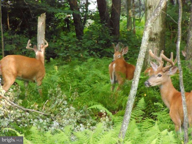 340 MOSEYWOOD RD, Lake Harmony, PA 18624