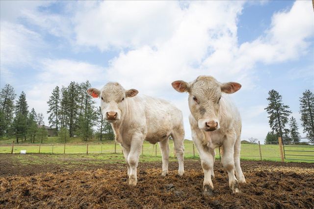 10201 W Jensen Rd, Cheney, WA 99004