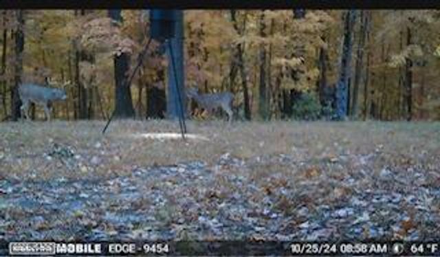 27 WALNUT, Holts Summit, MO 65043