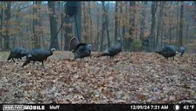 27 WALNUT, Holts Summit, MO 65043