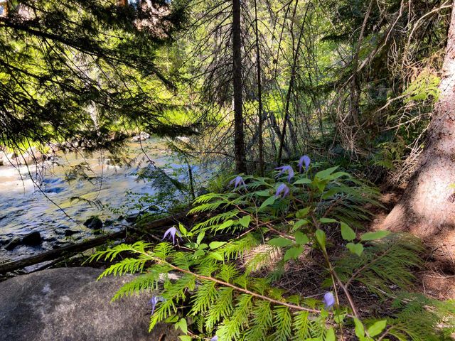 1720 E Hwy 20 Hwy, Colville, WA 99114