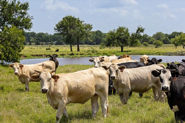TBD VZ CR 2705, Mabank, TX 75147