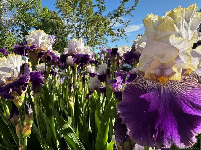 3141 S Jasmine Way, Denver, CO 80222