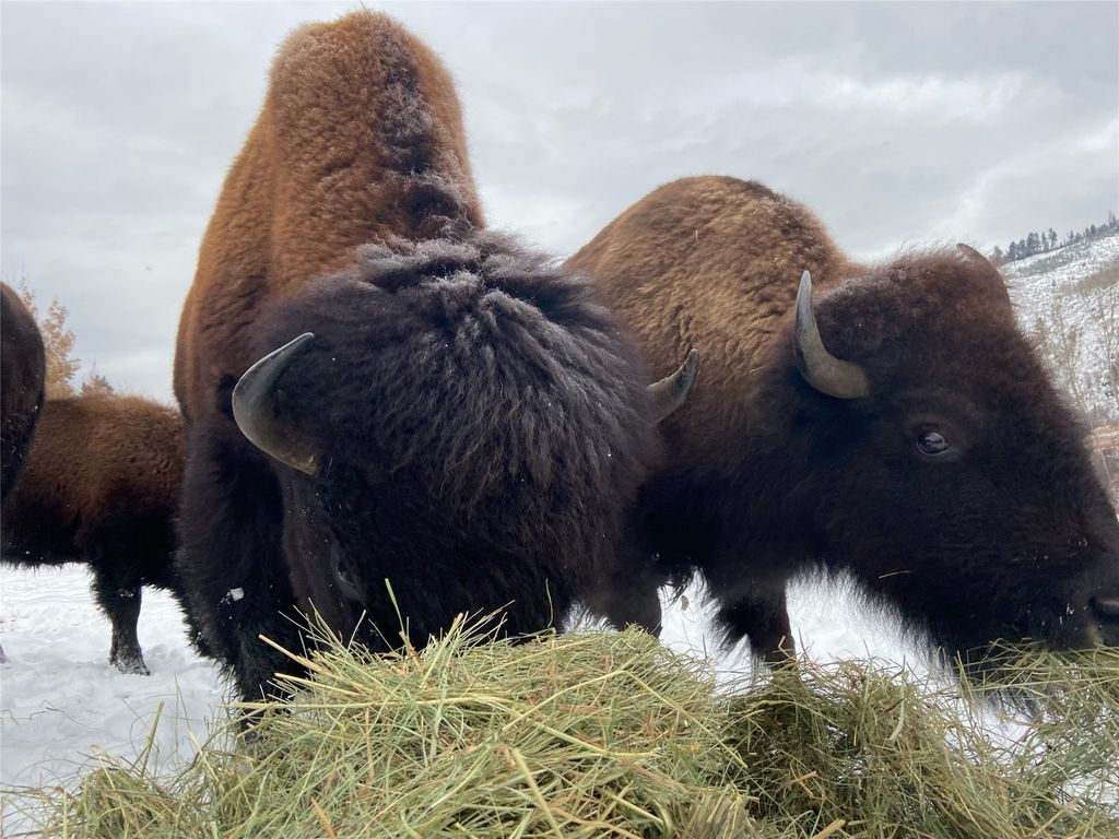 1789 Skalkaho Hwy, Hamilton, MT 59840 photo 122