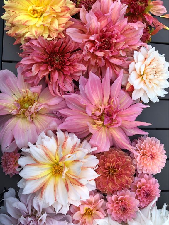 1789 Skalkaho Hwy, Hamilton, MT 59840 photo 123