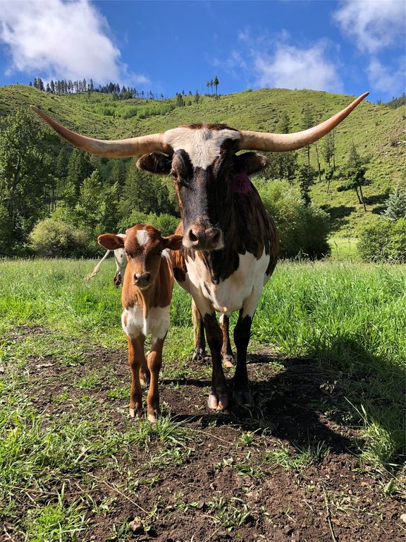 1789 Skalkaho Hwy, Hamilton, MT 59840 photo 3