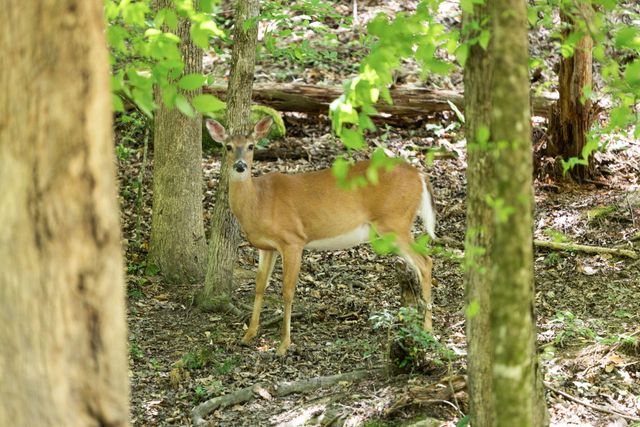 108 Spirit View Lake Dr, Campton, KY 41301