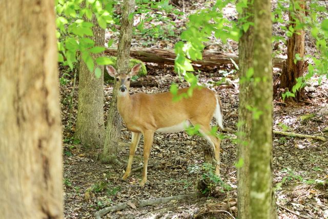 108 Spirit View Lake Dr, Campton, KY 41301