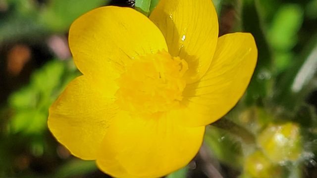 18330 Morning Dew Road, Cottonwood, CA 96022