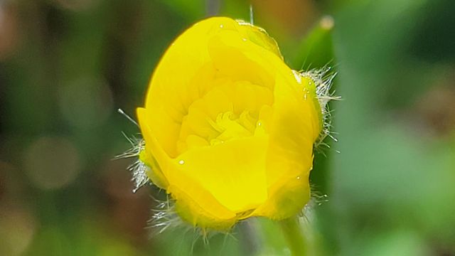 18330 Morning Dew Road, Cottonwood, CA 96022