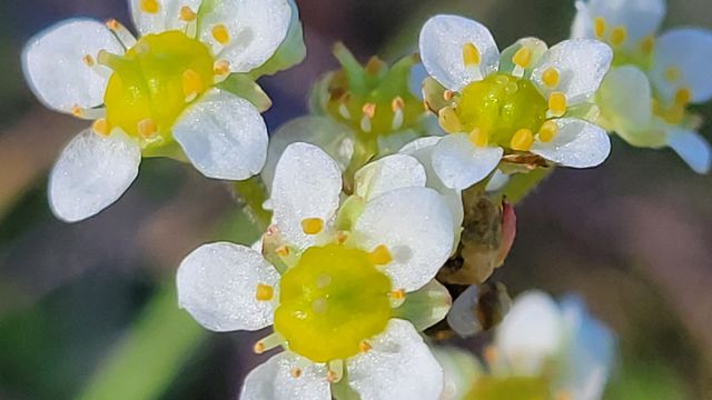 18330 Morning Dew Road, Cottonwood, CA 96022