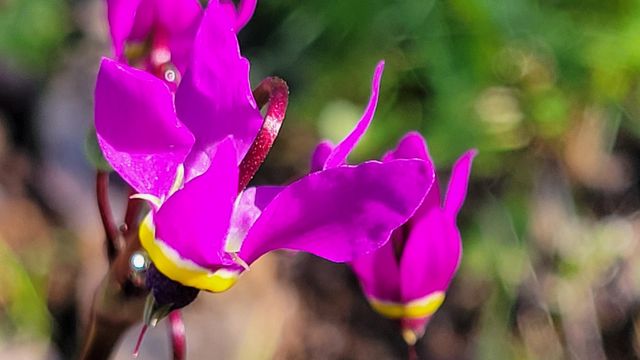 18330 Morning Dew Road, Cottonwood, CA 96022