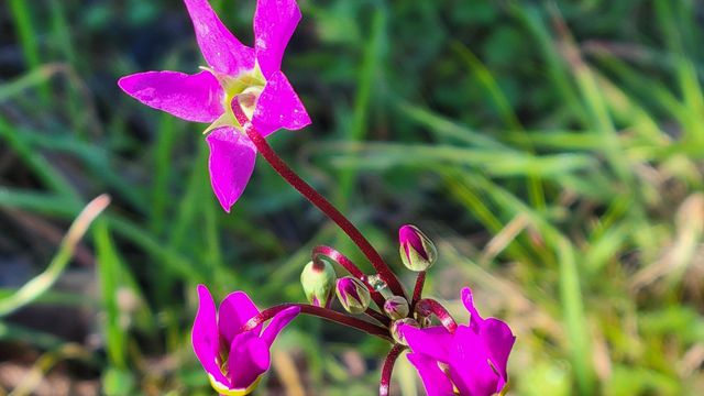 18330 Morning Dew Road, Cottonwood, CA 96022