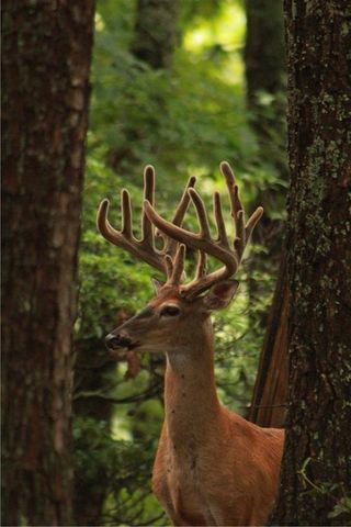 304 Sunset Court, Jasper, GA 30143