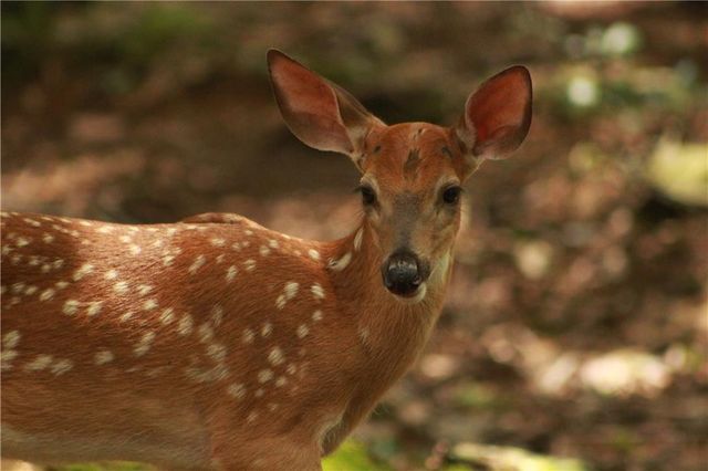 304 Sunset Court, Jasper, GA 30143