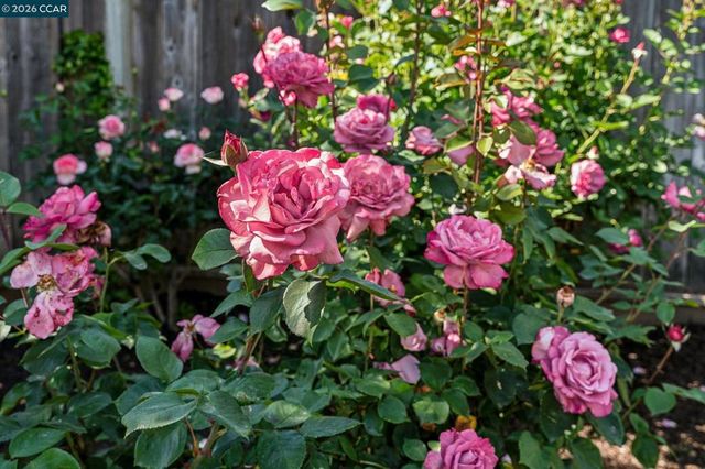 152 Tharp Dr, Moraga, CA 94556