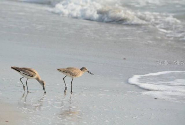 19530 GULF BOULEVARD 2B, Indian Shores, FL 33785