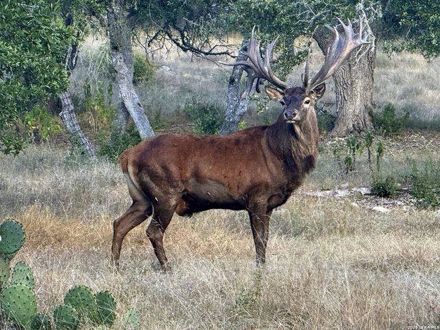 1134 Victoria, Spring Branch, TX 78070